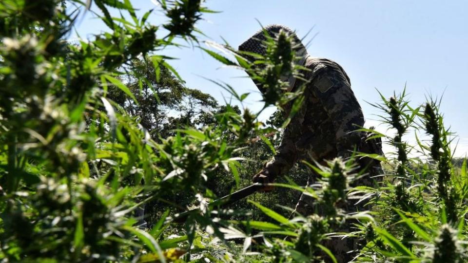 Miembro de la Secretaría Nacional Antidrogas en Paraguay corta plantas de marihuana en unos campos improvisados en los bosques de Pedro Juan Caballero.