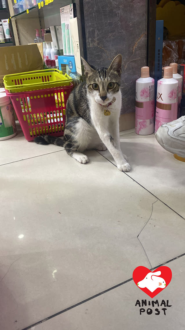店主劉先生表示，有很多街坊和附近店舖都認識及會幫忙看望店貓。
