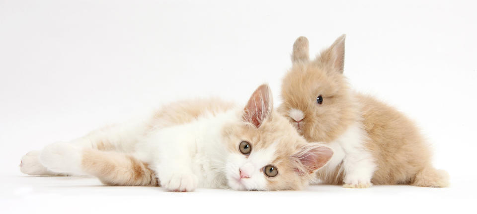 <p>Ginger-and-white Siberian kitten, 16 weeks old, with baby Lionhead rabbit. (Photo: Warren photographic/Caters News) </p>