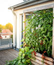 <p> Breaking news: many vegetables are also beautiful plants that you can use to create a living wall. Tomatoes and cucumbers, but also zucchini, beans, and peas all make for lovely climbers that look beautiful grown on a trellis or frame.&#xA0; </p>