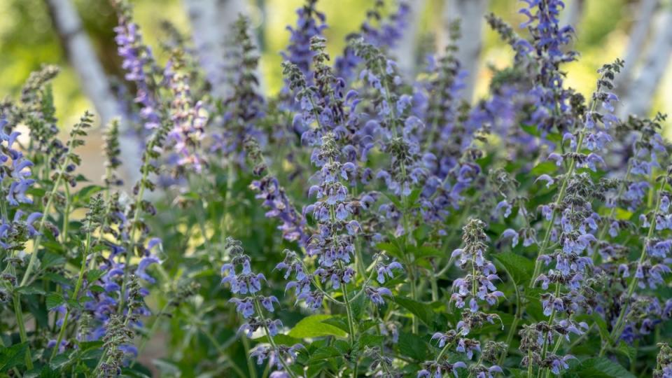 Flowers of the red sage plant