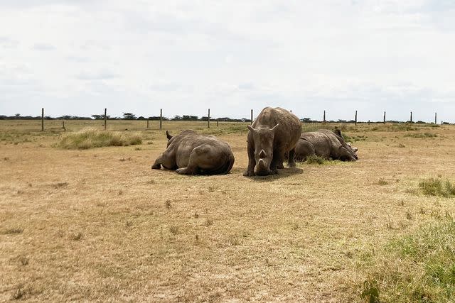 <p>Naveena Kottoor/picture alliance/Getty</p> two northern white rhinos and one southern white rhino are on the grounds of Ol Pejeta Conservancy