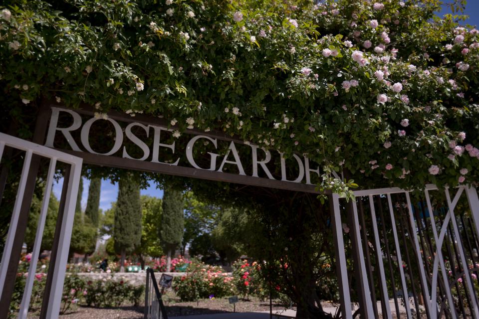 The El Paso Municipal Rose Garden is at 3418 Aurora Ave. in Central El Paso.