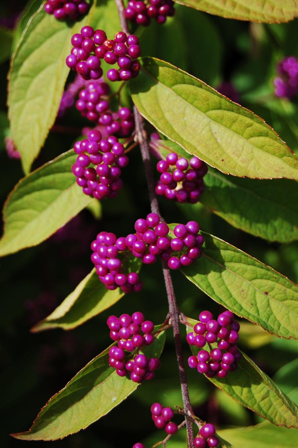 Callicarpa Dichotoma, known as the Japanese Beauty Berry.