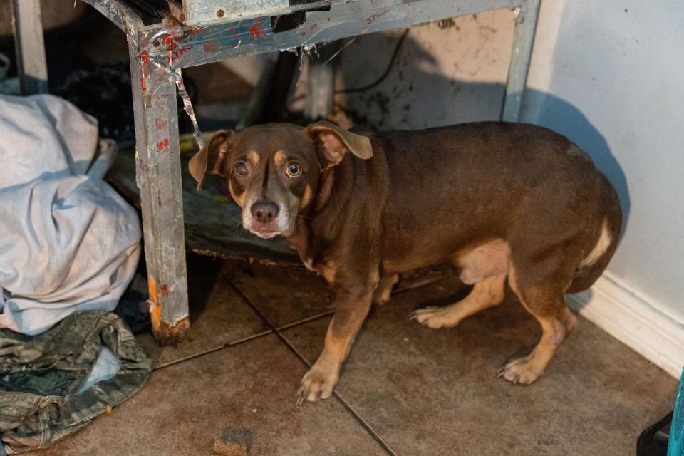 More than 50 dogs and cats “living in filthy conditions” were rescued Wednesday from a property on State Road 121 in Lake Butler, the Union County Sheriff’s Office said. UCSO and the Union County Animal Control requested the ASPCA’s assistance with rescuing the animals, which included newborn kittens.