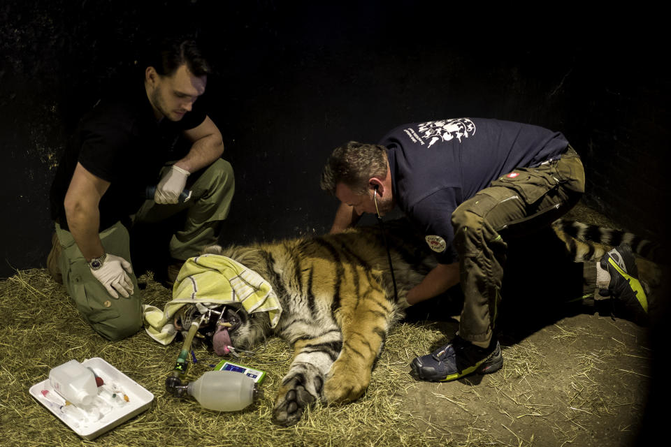 Dr. Frank Göritz from Leibniz Institute for Zoo and Wildlife Research, right, checks Sultan’s breathing after he has been injected with anesthesia in his enclosure while Dr. Marc Gölkell stands by, at the FELIDA Big Cat Centre, March 28, 2018. (Photo: Omar Havana/Four Paws)