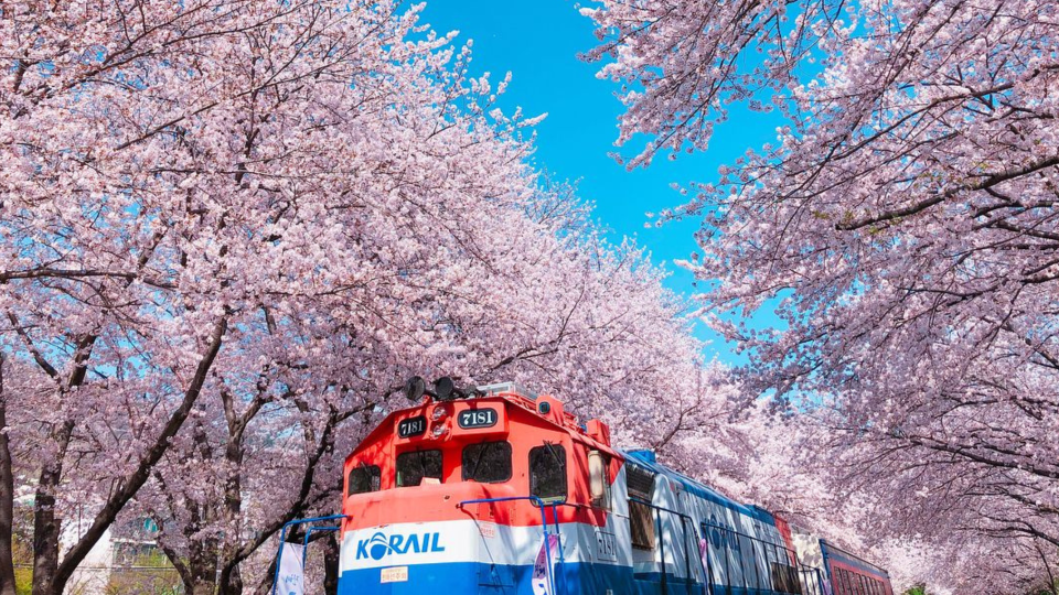  ▲韓國櫻花釜山景點｜鎮海櫻花大道
 （圖／yenmi523, Instagram)