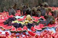 <p>Obst im Überfluss. Diese Rhesusaffen kühlen sich mit gefrorenen Früchten im Naturreservat Taihang Shan in der chinesischen Henan-Provinz ab. (Bild: Getty Images/VCG) </p>