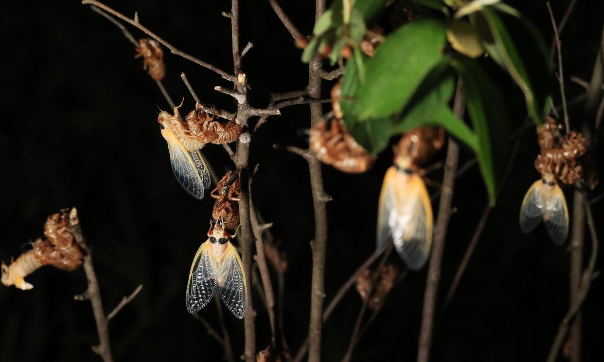 <span>Periodical cicadas in various stages of molting from nymphs to adults hang on branches and leaves in Takoma Park, Maryland, in 2021.</span><span>Photograph: Chip Somodevilla/Getty Images</span>