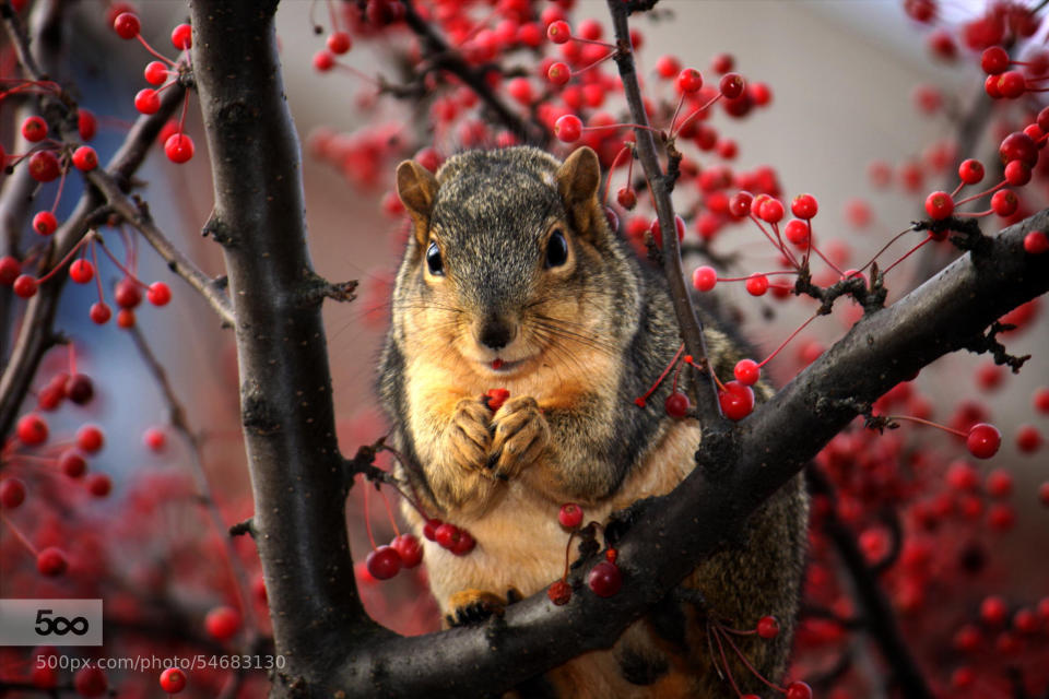 Of all my pictures of squirrels, the two with all the red berries are my favorites. I happen to like the other one more, but this one quickly became more popular due to the &quot;cuteness factor&quot; I'm sure.