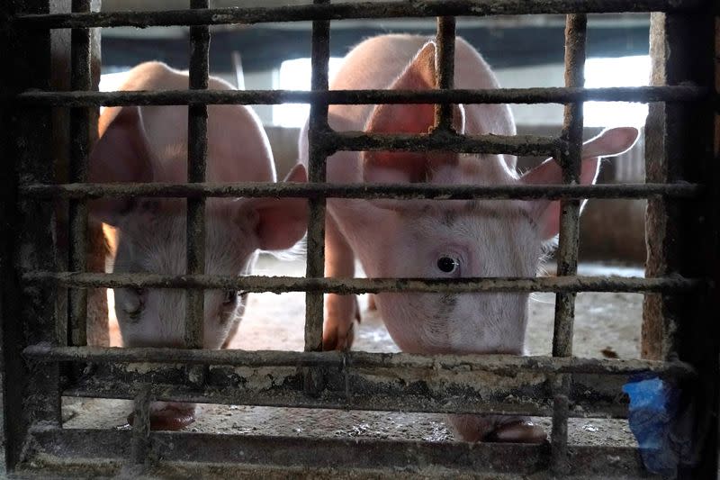 Two surviving pigs are pictured in a pigpen at a village Henan province