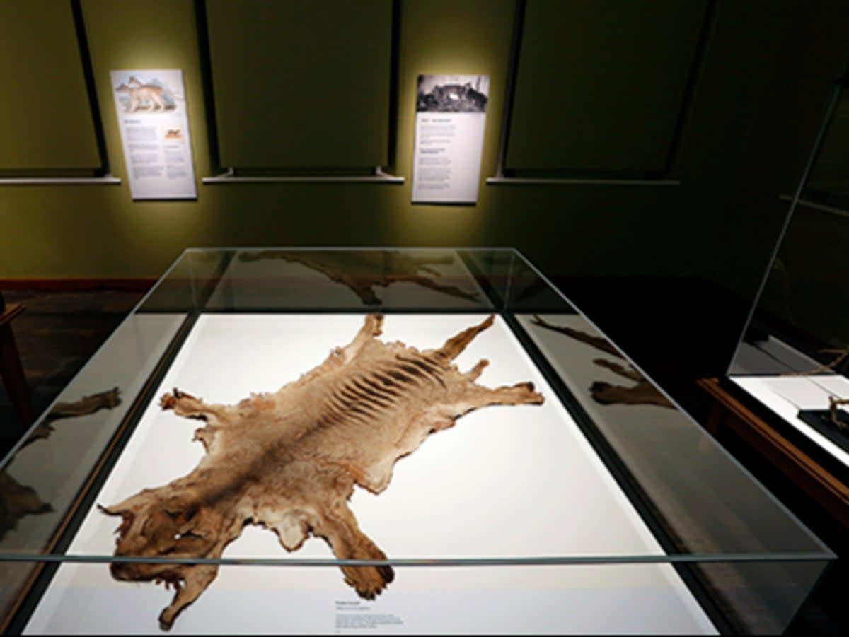 The remains of the last thylacine that died in the Hobart Zoo  (Tasmanian Museum and art gallery)