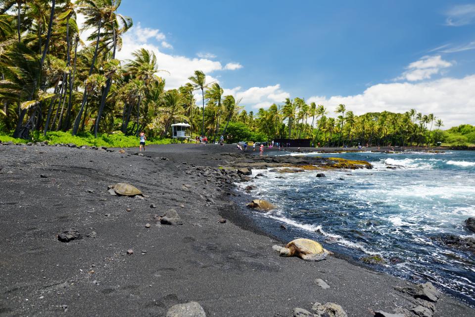 Hawaiian green turtles relaxing at Punaluu Black Sand Beach on the Big Island of Hawaii.