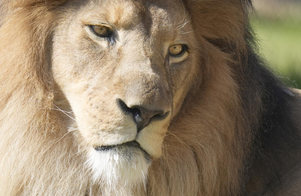 A lion sits in its enclosure at the Fort Worth Zoo in Fort Worth, Texas, Friday, Feb. 23, 2024. (AP Photo/LM Otero)