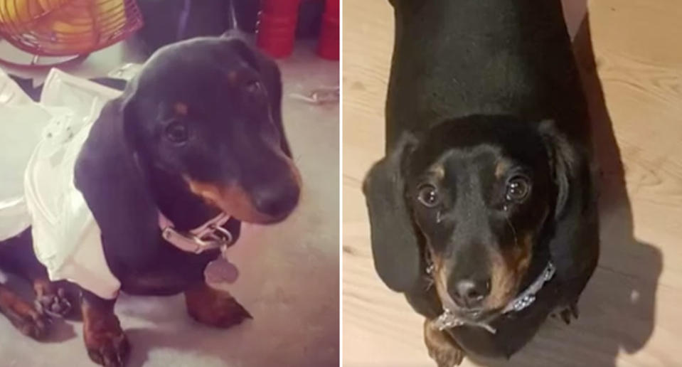 Slinky the dachshund was poisoned by an agricultural pesticide in the backyard of a Port Kennedy home. Source: 7 News