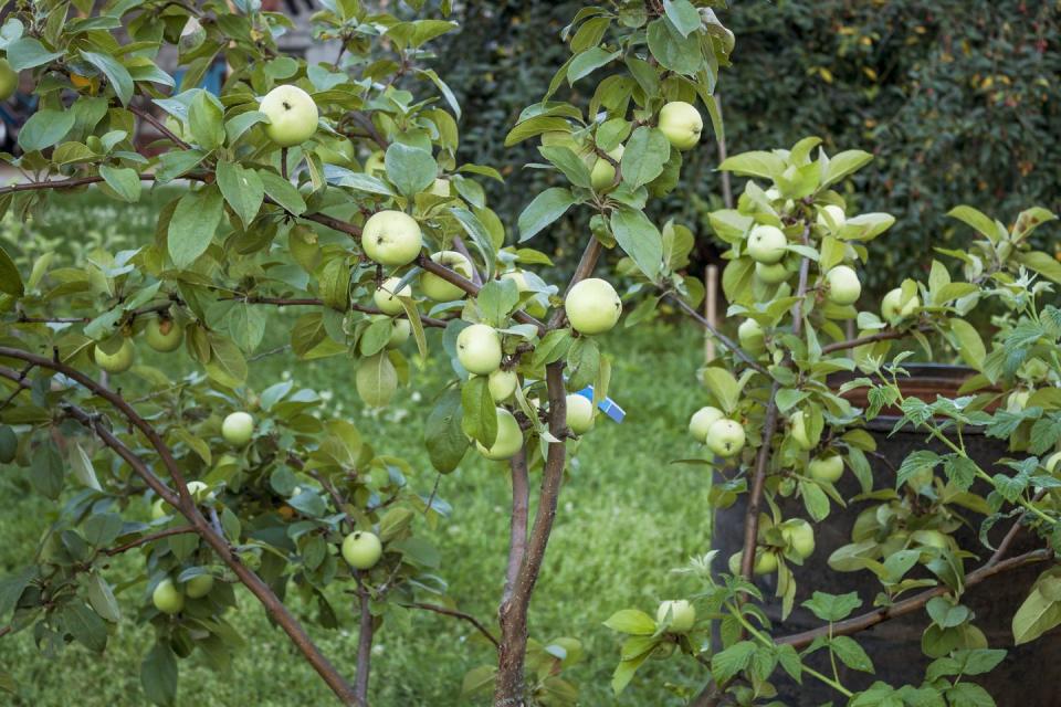 dwarf apple tree with fruits in an amateur garden