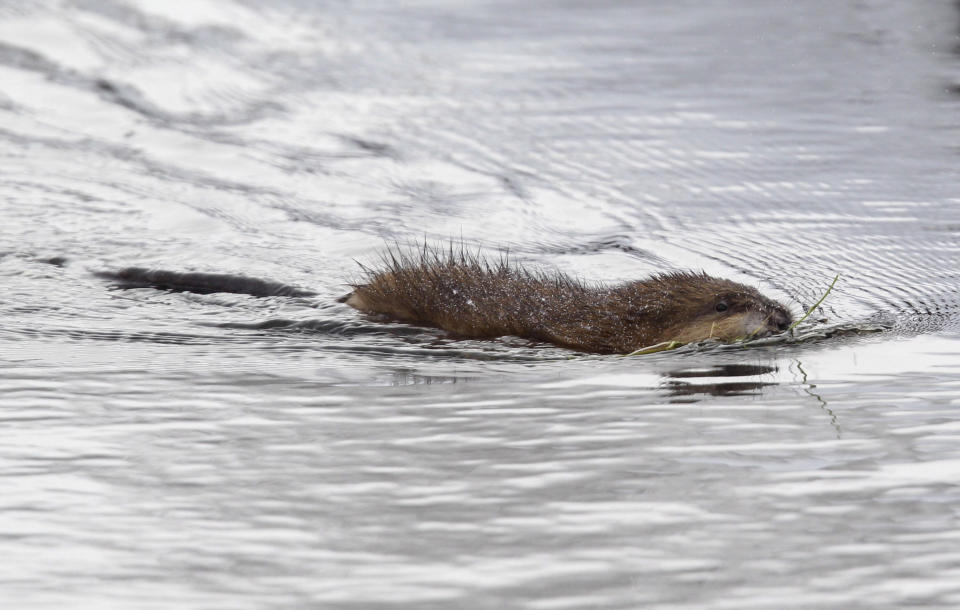 FILE - In this Dec. 14, 2010, photo, a muskrat swims in a pond near Buffalo, N.Y. Roman Catholics in the Detroit area get a reprieve from their obligation to abstain from eating meat on Fridays during Lent. But only to dine on a certain rodent. The Archdiocese of Detroit says a long-standing permission dating to the region's missionary history in the 1700s allows local Catholics to eat muskrat "on days of abstinence, including Fridays of Lent." (AP Photo/David Duprey, File)