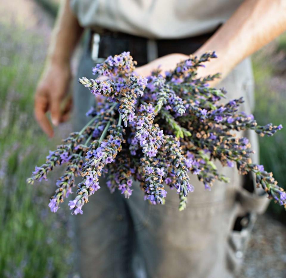 person holding bunch of lavender