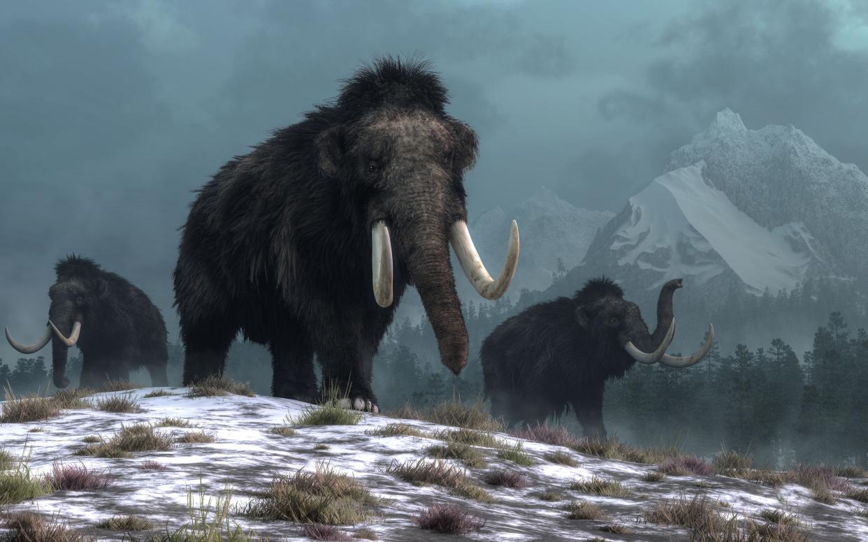 A trio of woolly mammoths.