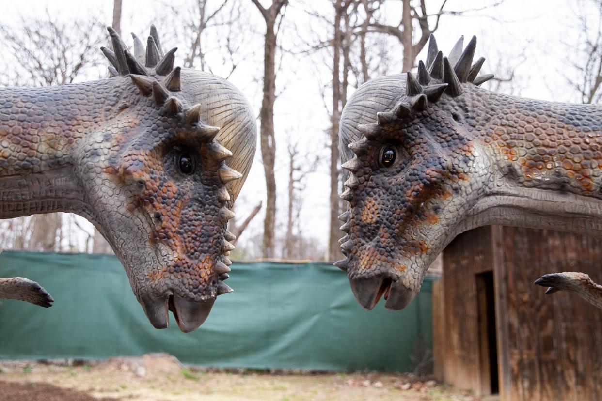 Two Pachycephalosaurus replicas prepare to butt heads in the Dino Park at the Memphis Zoo is seen on Friday, March 1, 2024.