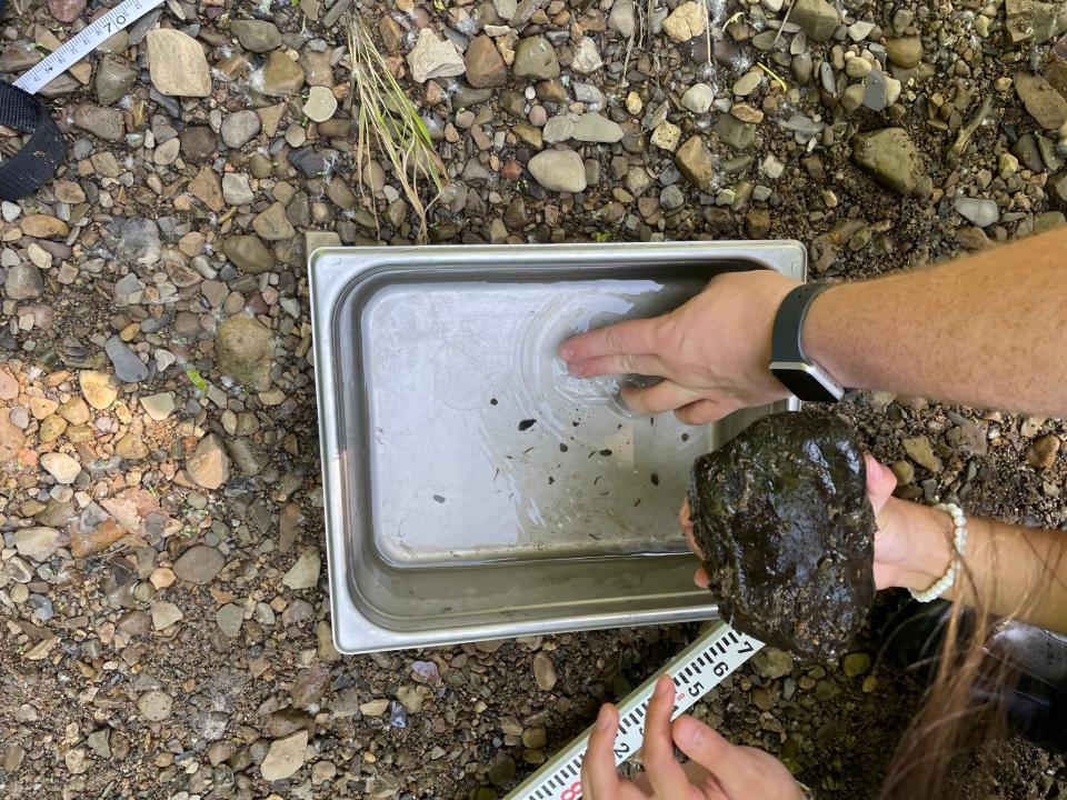 The team counts invertebrates found in a stream in central Ohio.