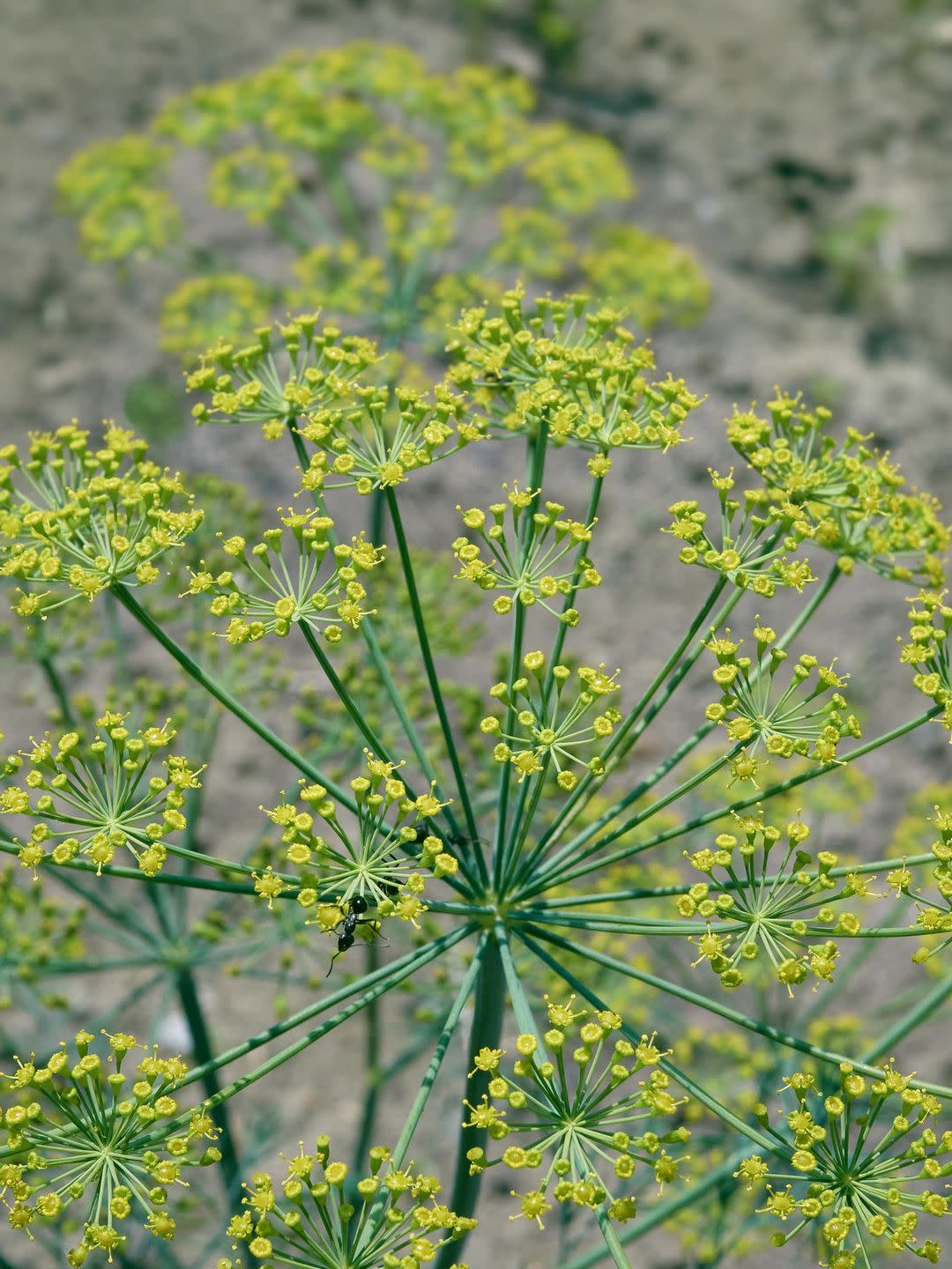 selective focus blurred background agricultural background gardening season