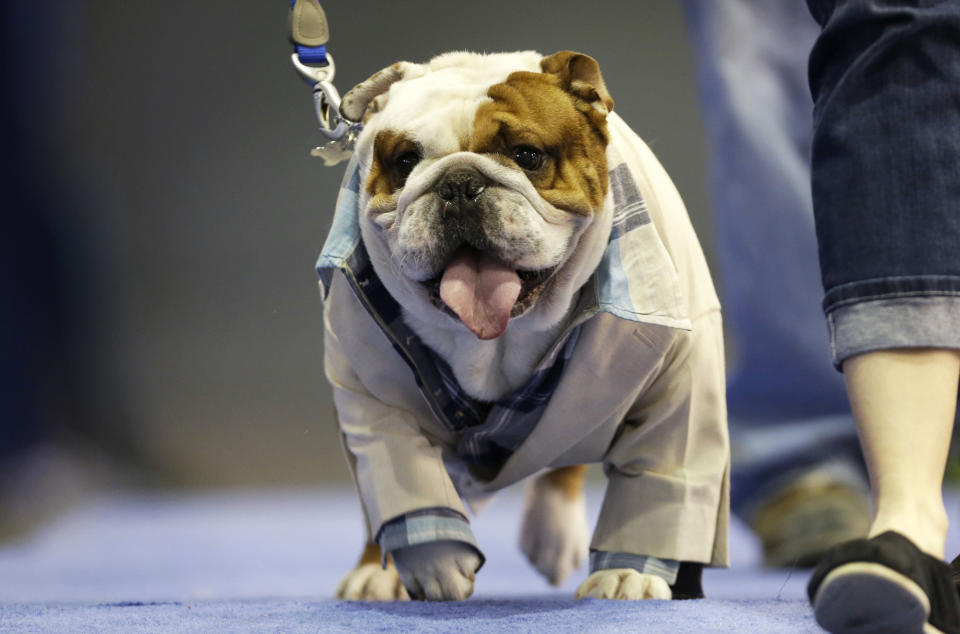 Huckleberry walks across stage before being crowned the winner of the 34th annual Drake Relays Beautiful Bulldog Contest, Monday, April 22, 2013, in Des Moines, Iowa. The 4-year-old pup bulldog is owned by Steven and Stephanie Hein of Norwalk, Iowa. The pageant kicks off the Drake Relays festivities at Drake University where a bulldog is the mascot. (AP Photo/Charlie Neibergall)