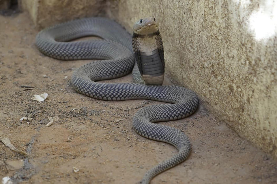 In this undated photo released by Sara Abdalla, director of the zoological park at the University of Khartoum, a Nubian spitting cobra is pictured inside its enclosure in Khartoum, Sudan. The animal is one of dozens feared dead or missing inside the park in Sudan's capital after intense fighting made the location unreachable. (Sara Abdalla via AP)