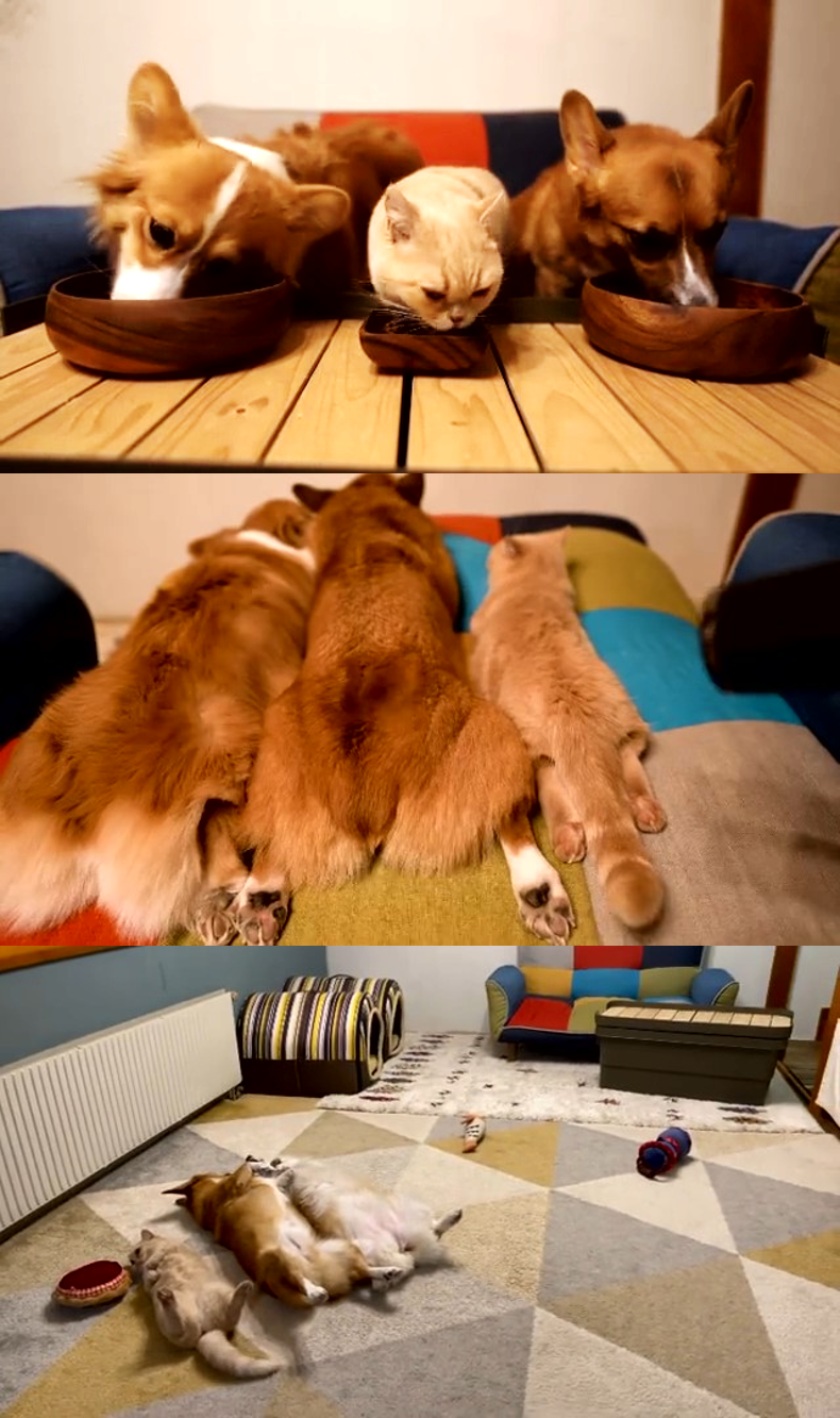 吃飯睡覺都一起的三隻毛孩，最小的2歲貓咪Totoro，也逐漸被犬化，會一起四腳朝天仰睡，也會學柯基的招牌姿勢，四肢貼地躺著並黏著哥哥姊姊休息。（圖片翻攝推特＠muchi21067312）
