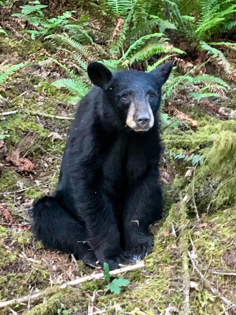 A young black bear was shot and killed by Oregon officials after becoming so habituated to humans that people reportedly took selfies with it.