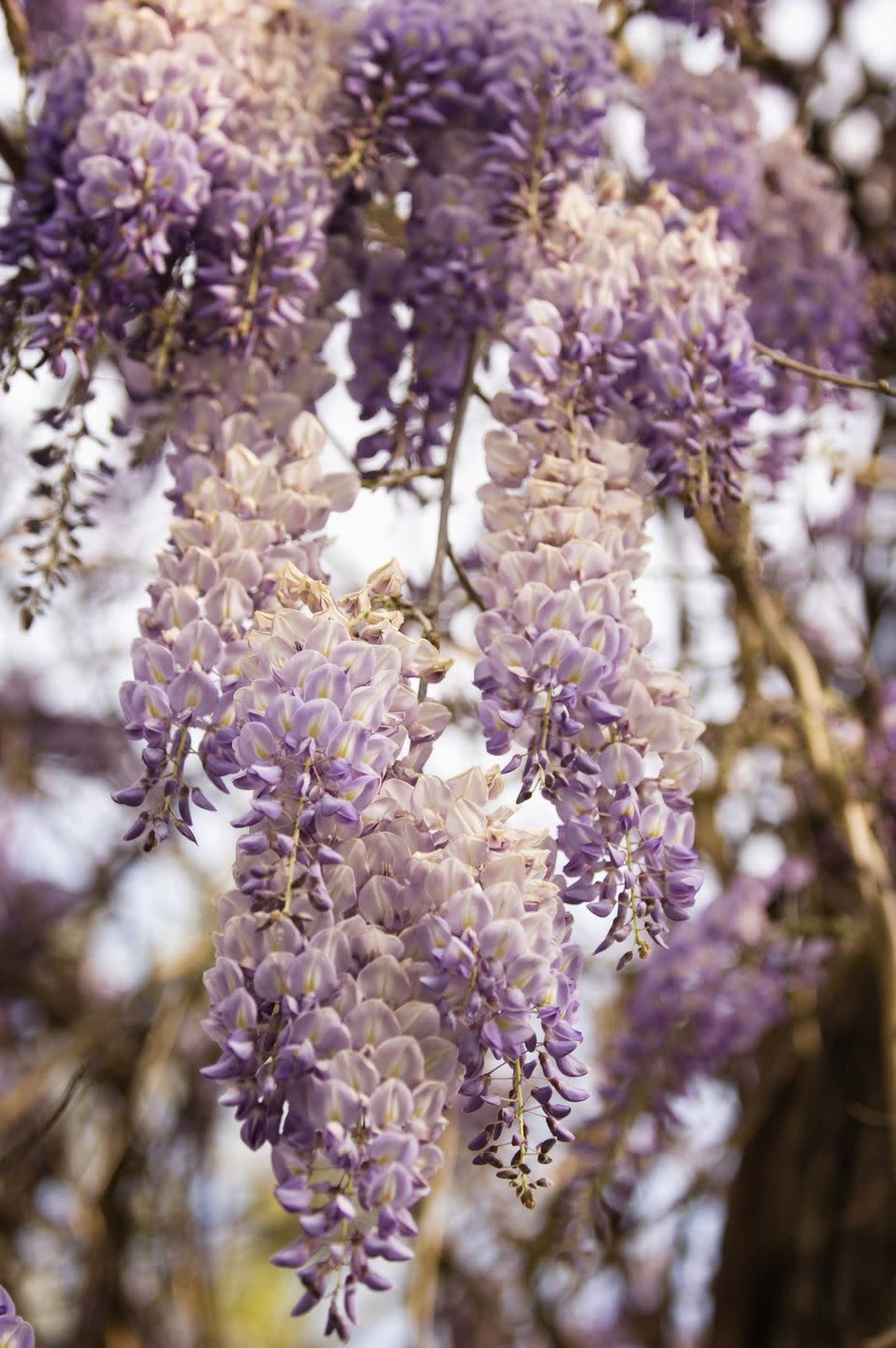 invasive plants chinese wisteria wisteria sinensis