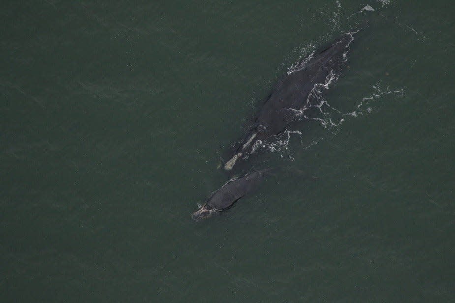 The recently deceased North Atlantic right whale female (catalog #1950) was spotted with her newborn calf on Jan. 11 off St. Simons Sound, Georgia. The pair was most recently seen, in good health, on Feb. 16 off northern Florida. The female was found dead on March 30.