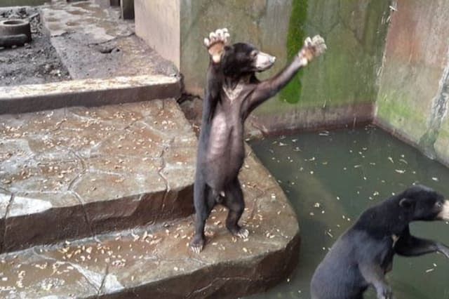Shocking footage shows starving bears at Indonesian zoo