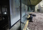 A chimpanzee watches a screen set at the enclosure at the Safari Park in Dvur Kralove, Czech Republic, Monday, March 15, 2021. To enrich everyday life of their chimpanzees amid a strict lockdown, a zoo park in the Czech Republic has installed a big screen in their enclosure to broadcast for them what fellow chimpanzees are doing at a zoo in Brno. The Safari Park launched the experimental project to give the chimpanzees somebody to watch and give them some fun after crowds of visitors disappeared when the zoo was closed due to the coronavirus pandemic on Dec 18, 2020. (AP Photo/Petr David Josek)