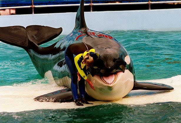 <span>FILE -- In this March 9, 1995 file photo, trainer Marcia Hinton pets Lolita, a captive orca whale, during a performance at the Miami Seaquarium in Miami. NOAA is deciding this month whether Lolita is a member of the small endangered population of killer whales that hang out in Washington state waters. But the decision isn’t likely to end fierce debate over what should be done with the whale. (AP Photo/Miami Herald, Nuri Vallbona, File)</span>