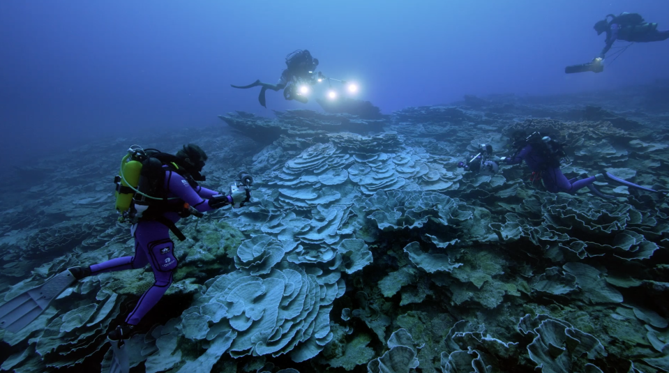 Divers document a massive coral reef found in the Pacific Ocean's 