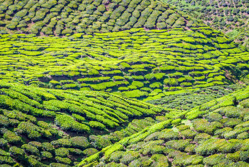 金馬崙高原（Image Source : Getty Creative/iStockphoto）