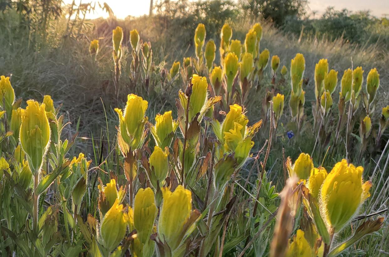 The U.S. Fish and Wildlife Service took golden paintbrush off the endangered species list this week.