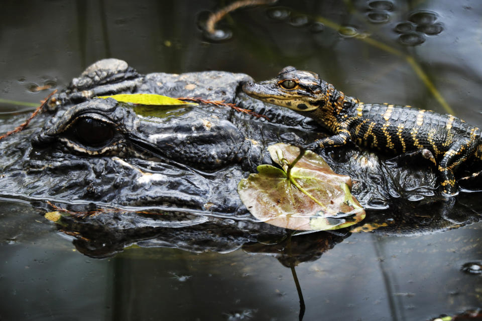 In this Sunday, Oct. 20, 2019 photo, a baby alligator rests atop an adult in a swamp at the Big Cypress National Preserve in Florida. (AP Photo/Robert F. Bukaty)