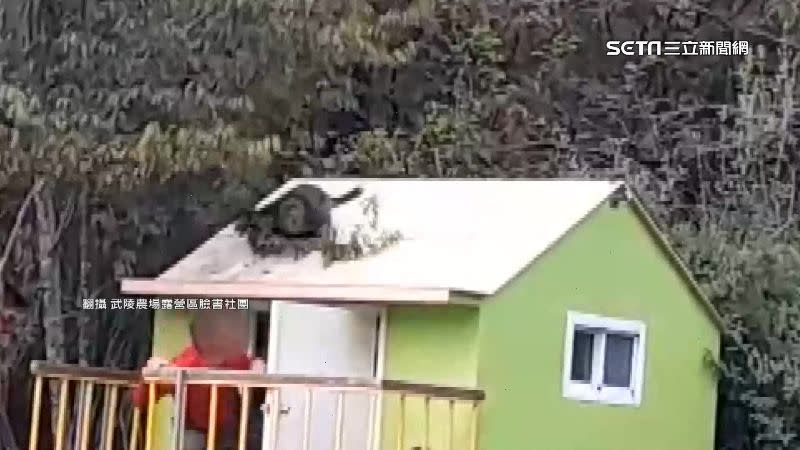獼猴跳上屋頂，男子嚇到蹲下。（圖／翻攝自武陵農場露營區臉書社團）