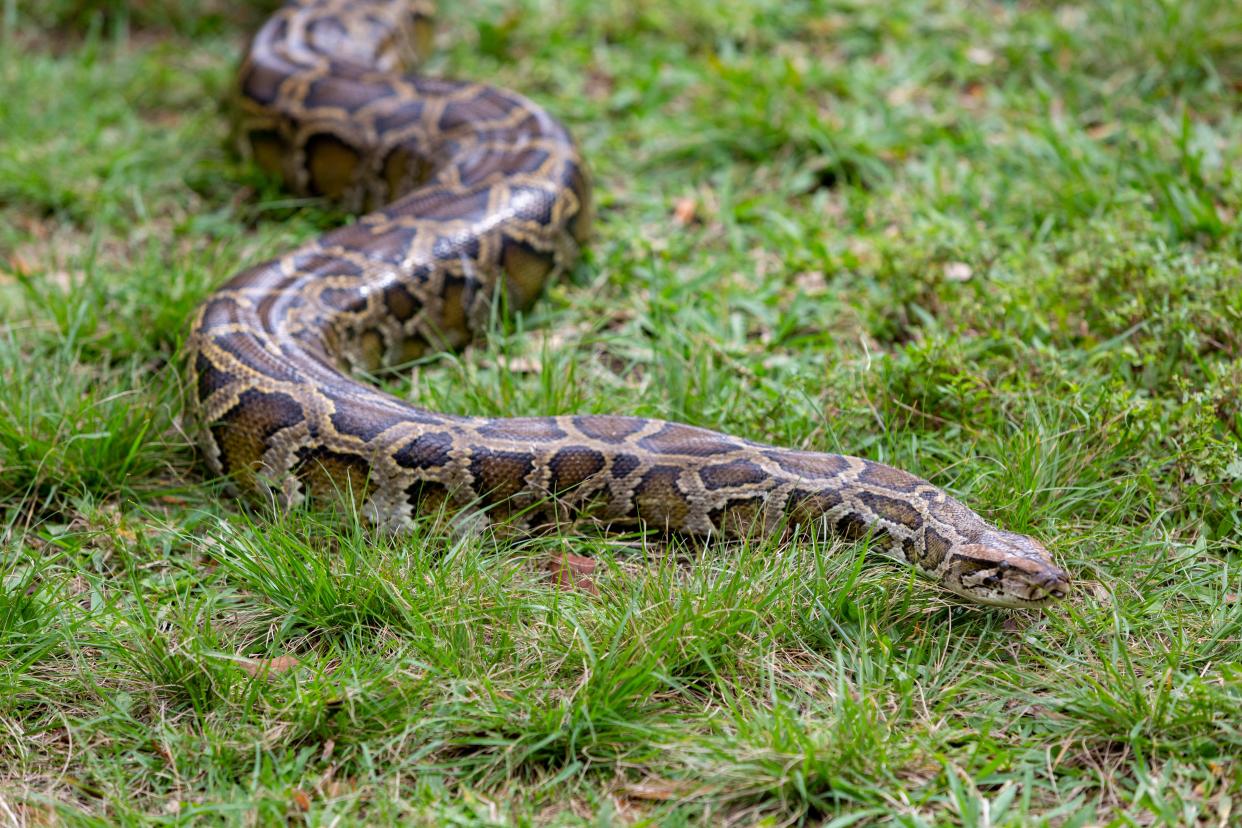 One doesn't have to look any further than pythons in the Everglades to see the damage that the illegal trade in exotic pets can do to an ecosystem, officials say.