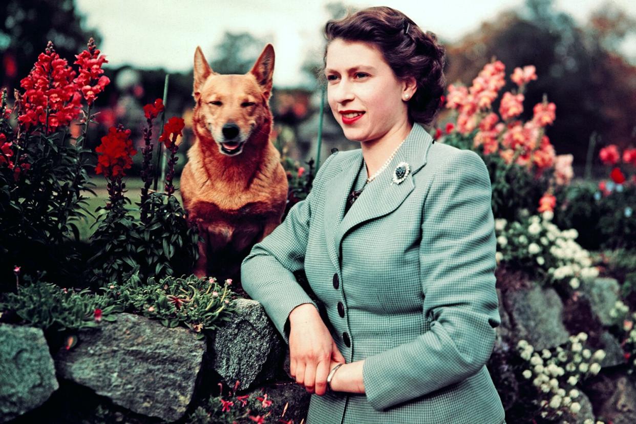 Queen Elizabeth II of England at Balmoral Castle with one of her Corgis, 28th September 1952. UPI color slide.