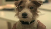 <p> <em>Beginners</em> is a movie about grief and how it affects not only humans but also the animals left behind when someone close to us dies. This is best illustrated in the 2010 drama by Arthur, the Jack Russell Terrier who lives with Oliver Fields (Ewan McGregor) after his owner, and Oliver’s dad, Hal (Christopher Plummer) passes away. It eventually becomes a situation where Arthur does more to support Oliver in his pain than the other way around. </p>
