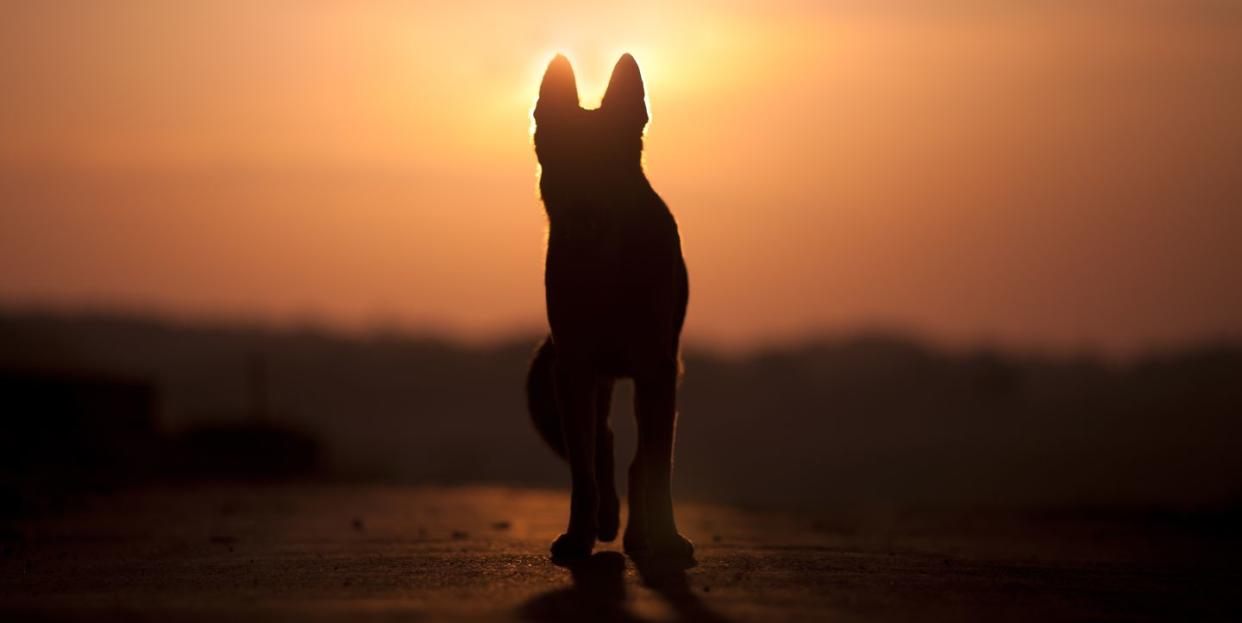 dog backlight silhouette in sunset