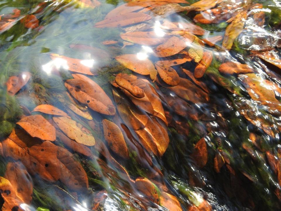 Brown fall foliage on magnolia in Rainbow Springs State Park