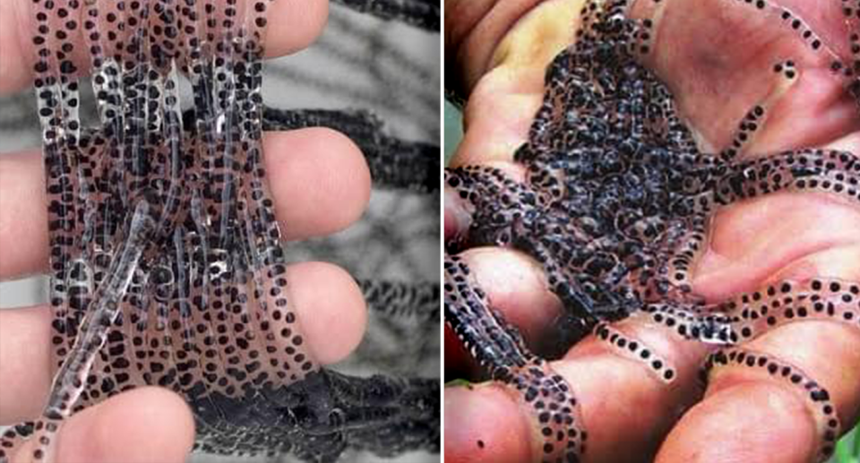 Two images of people holding strings of cane toad eggs.