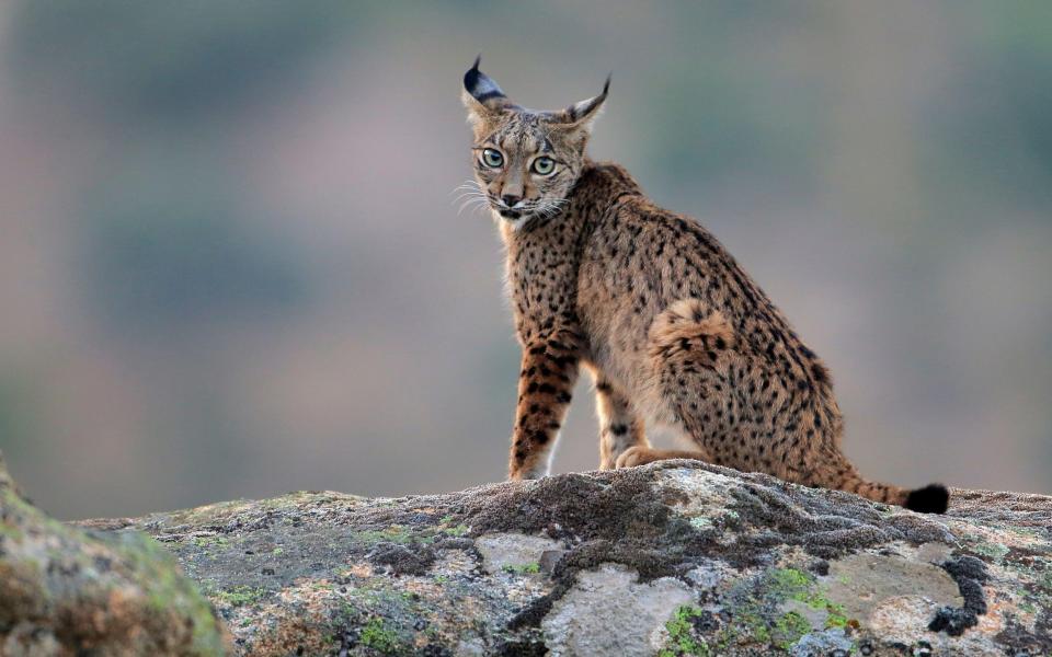 Meet Iberian lynx in Spain