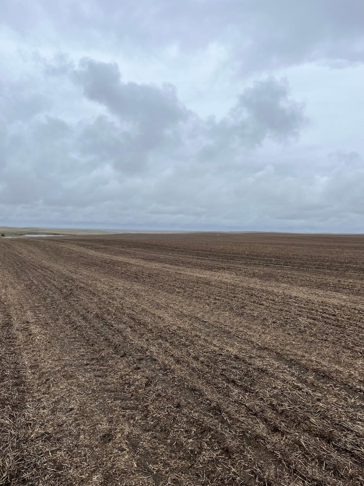 Farmers in southern Saskatchewan are benefitting from a downpour at the beginning of the farming season after years of drought. (Derek Axten - image credit)
