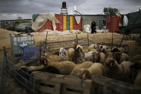 A woman walks near livestock in the Bedouin village of Bir Mshash in Israel's southern Negev, in this December 10, 2013 file picture. REUTERS/Amir Cohen/Files