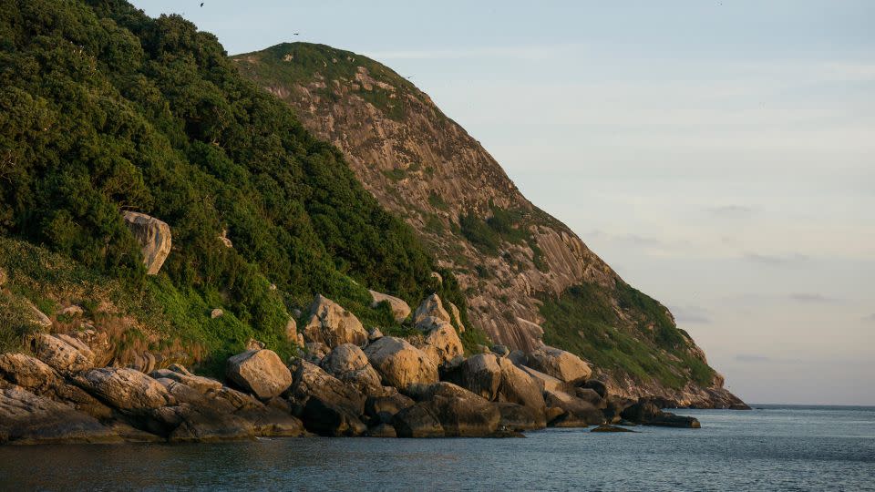 Queimada Grande Island, also known as Snake Island, is home to the highly venomous Golden Lancehead, a type of pit viper that has evolved to be shorter and more slender than its mainland counterparts. - Leo Francini/Alamy Stock Photo